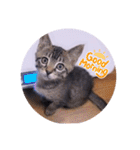 ガッシーねこーずスタンプ（個別スタンプ：6）