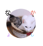 ガッシーねこーずスタンプ（個別スタンプ：7）