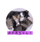 ガッシーねこーずスタンプ（個別スタンプ：9）
