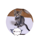 ガッシーねこーずスタンプ（個別スタンプ：10）