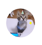 ガッシーねこーずスタンプ（個別スタンプ：11）