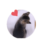 ガッシーねこーずスタンプ（個別スタンプ：12）