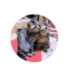 ガッシーねこーずスタンプ（個別スタンプ：13）