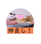 ガッシーねこーずスタンプ（個別スタンプ：14）