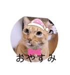 ガッシーねこーずスタンプ（個別スタンプ：15）