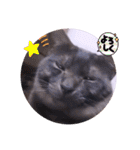 ガッシーねこーずスタンプ（個別スタンプ：17）