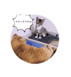 ガッシーねこーずスタンプ（個別スタンプ：22）