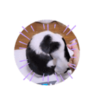 ガッシーねこーずスタンプ（個別スタンプ：23）