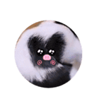 ガッシーねこーずスタンプ（個別スタンプ：24）