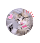 ガッシーねこーずスタンプ（個別スタンプ：25）
