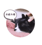ガッシーねこーずスタンプ（個別スタンプ：26）