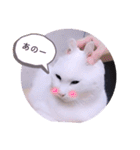 ガッシーねこーずスタンプ（個別スタンプ：28）