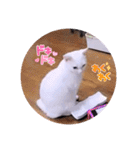 ガッシーねこーずスタンプ（個別スタンプ：29）