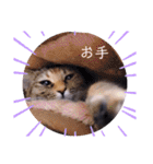 ガッシーねこーずスタンプ（個別スタンプ：30）