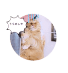 ガッシーねこーずスタンプ（個別スタンプ：31）