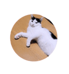 ガッシーねこーずスタンプ（個別スタンプ：32）