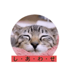 ガッシーねこーずスタンプ（個別スタンプ：33）