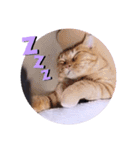 ガッシーねこーずスタンプ（個別スタンプ：34）