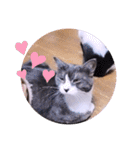 ガッシーねこーずスタンプ（個別スタンプ：35）