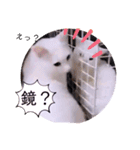 ガッシーねこーずスタンプ（個別スタンプ：36）