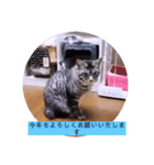ガッシーねこーずスタンプ（個別スタンプ：37）