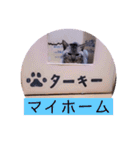 ガッシーねこーずスタンプ（個別スタンプ：38）