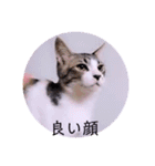 ガッシーねこーずスタンプ（個別スタンプ：39）