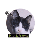 ガッシーねこーずスタンプ（個別スタンプ：40）