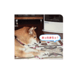 柴犬桃子の生活（個別スタンプ：8）