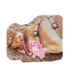 柴犬桃子の生活（個別スタンプ：16）