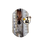 柴犬桃子の生活（個別スタンプ：18）