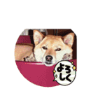 柴犬桃子の生活（個別スタンプ：22）