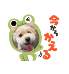 まるぷーのりんこ2（個別スタンプ：7）