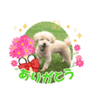 まるぷーのりんこ2（個別スタンプ：10）