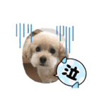 まるぷーのりんこ2（個別スタンプ：24）