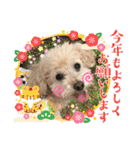 まるぷーのりんこ2（個別スタンプ：30）