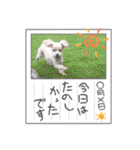 まるぷーのりんこ2（個別スタンプ：37）