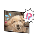 まるぷーのりんこ2（個別スタンプ：38）