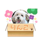 まるぷーのりんこ2（個別スタンプ：40）