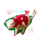 3匹の猫のクリスマス＆お正月！（個別スタンプ：1）