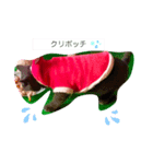 3匹の猫のクリスマス＆お正月！（個別スタンプ：2）