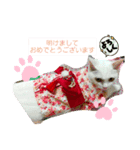 3匹の猫のクリスマス＆お正月！（個別スタンプ：3）