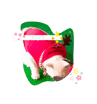 3匹の猫のクリスマス＆お正月！（個別スタンプ：4）