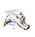 3匹の猫のクリスマス＆お正月！（個別スタンプ：5）