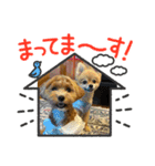 ポン太と桃の日常（個別スタンプ：8）