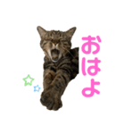 キジトラの梅ちゃん（ときどき茶々）（個別スタンプ：2）