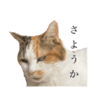 キジトラの梅ちゃん（ときどき茶々）（個別スタンプ：11）