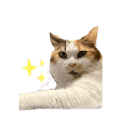 キジトラの梅ちゃん（ときどき茶々）（個別スタンプ：12）