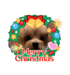 プギーモコクリスマス新年ご挨拶スタンプ（個別スタンプ：1）