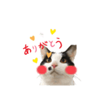 愉快なにゃんず卍（個別スタンプ：3）